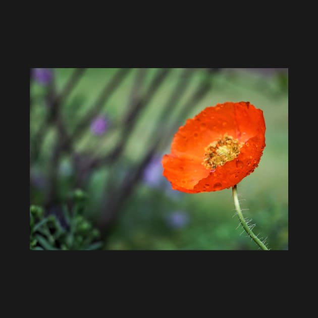 Dewy Red Poppy by 1Redbublppasswo