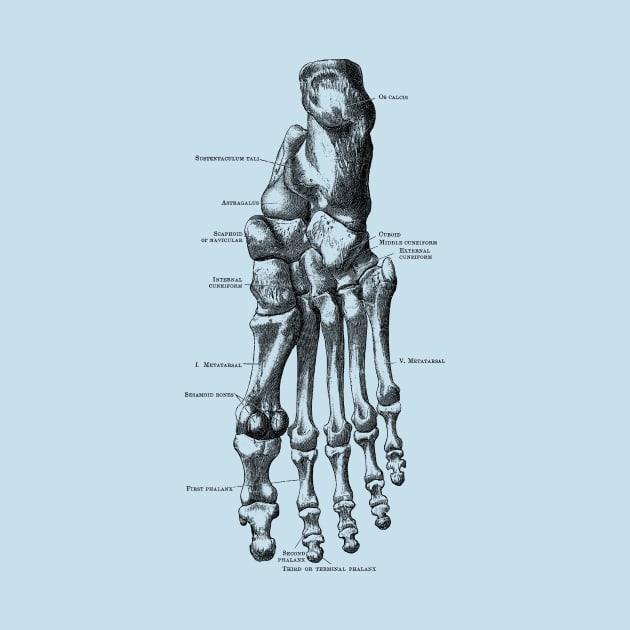 Left Foot Skeletal Diagram - Vintage Anatomy by Vintage Anatomy Prints