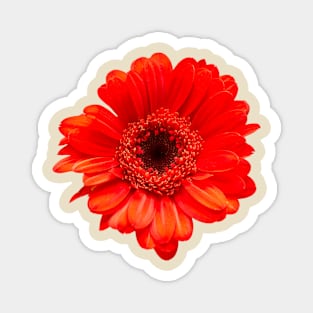 Red Gerbera Daisy Head Magnet