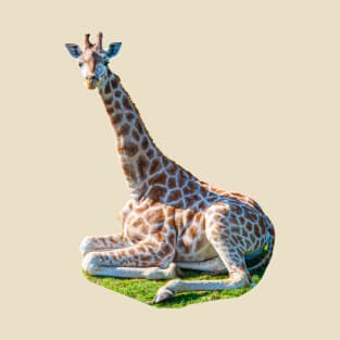 Just sat sitting Giraffe! T-Shirt