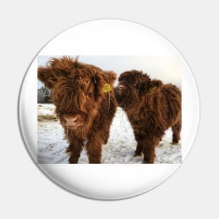 Scottish Highland Cattle Calves 1673 Pin