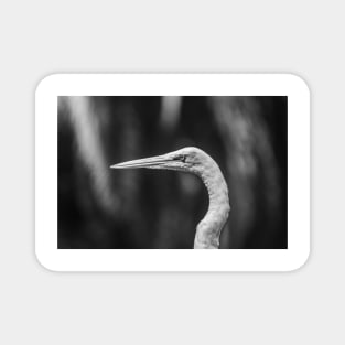 Common black and white Egret Magnet