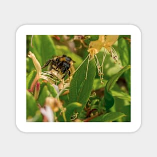 Yet Another Bumble Bee on the Honeysuckle Magnet