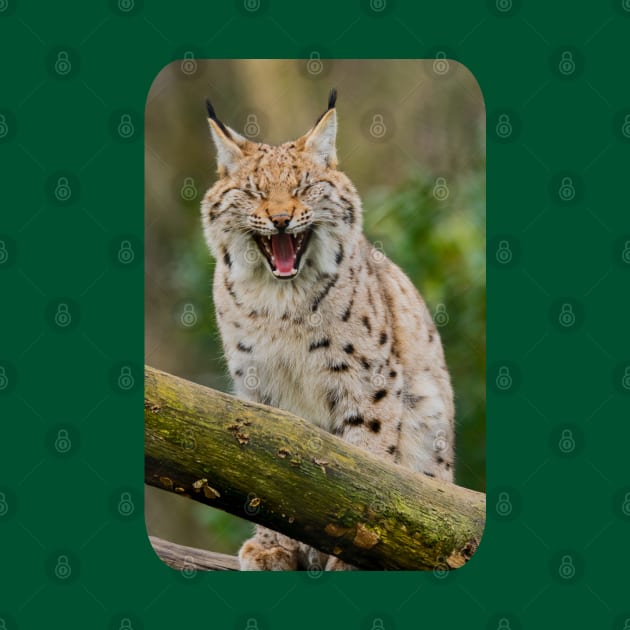 Yawning Lynx by ElviraDraat