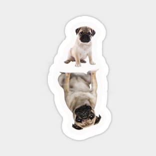 Pug love Magnet