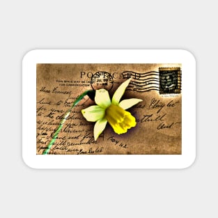 Daffodil on Vintage 1909 Postcard Magnet