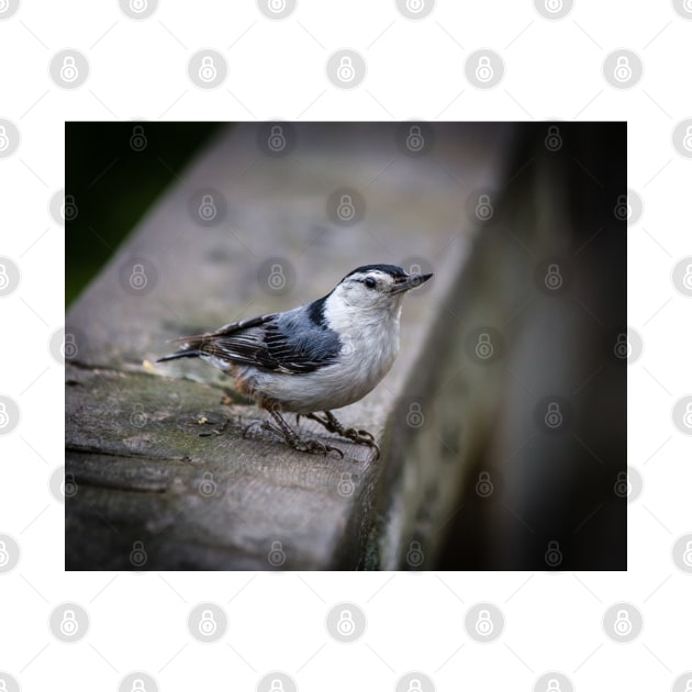 Nuthatch Close-up by Robert Alsop