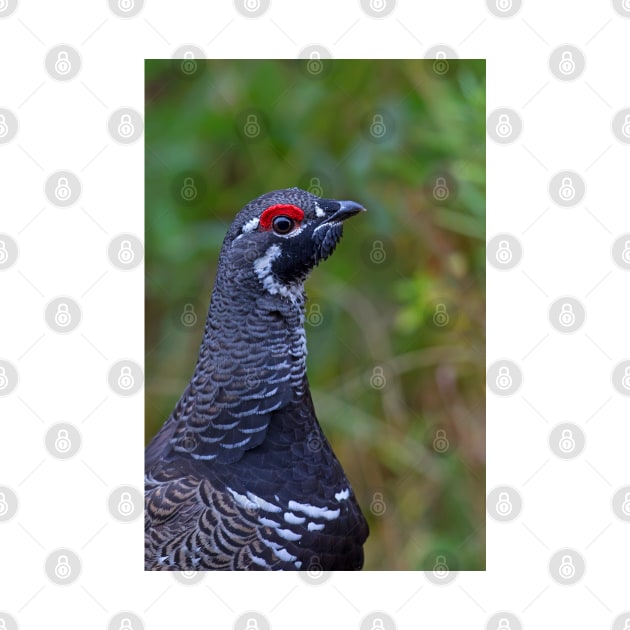 Spruce Grouse - Algonquin Park, Canada by Jim Cumming