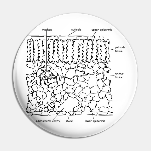 Histological Cross Section Of The Leaf Labeled Helleborus Niger Pin Teepublic