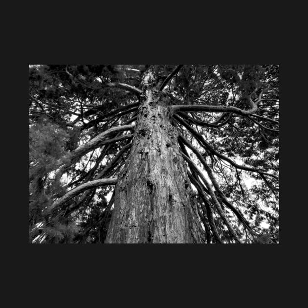 Black and White Photograph of a Redwood Tree by kansaikate