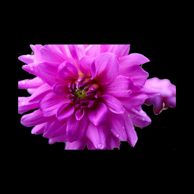 Purple Garden Dahlia by Nicole Gath Photography