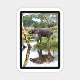 African Elephants, Serengeti National Park, Tanzania. Magnet