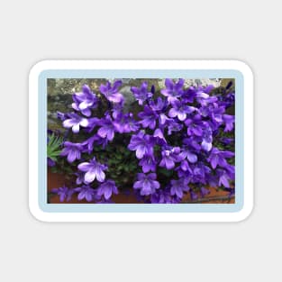 Siberian Bellflower on Garden Wall Magnet