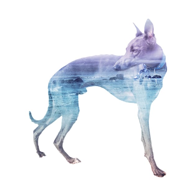 Blue & Purple Waves Whippet by AmyHuntPhotos