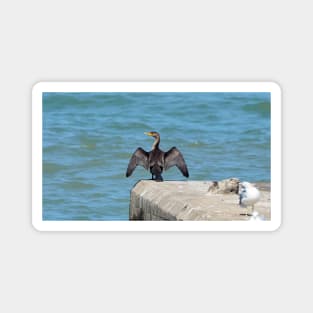 Double-Crested Cormorant With Its Wings Spread Magnet