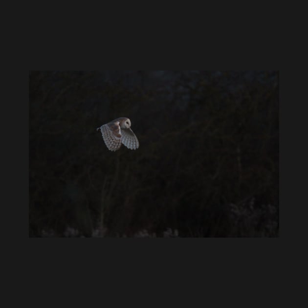 barn owl in full flight in the evening by acolename1