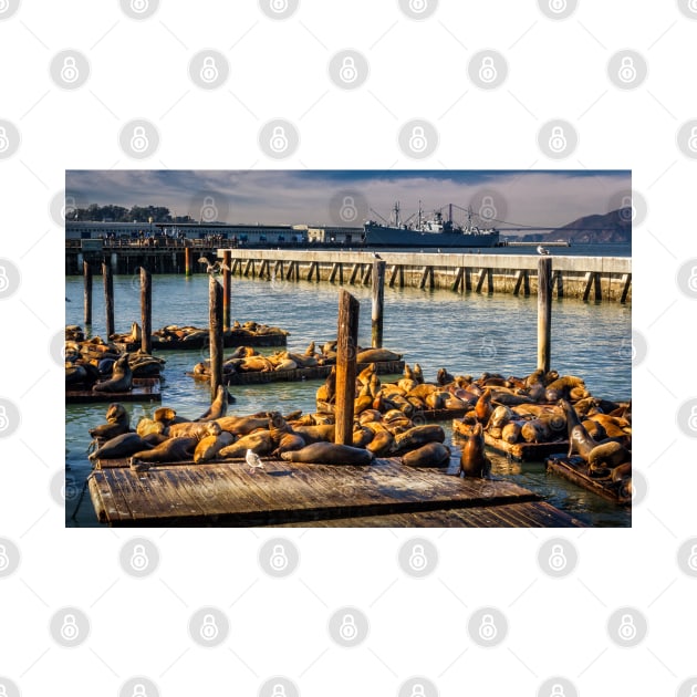 Sea Lions Sunning At Pier 39 by Robert Alsop