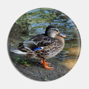 Mallard Duck On The Beach Pin