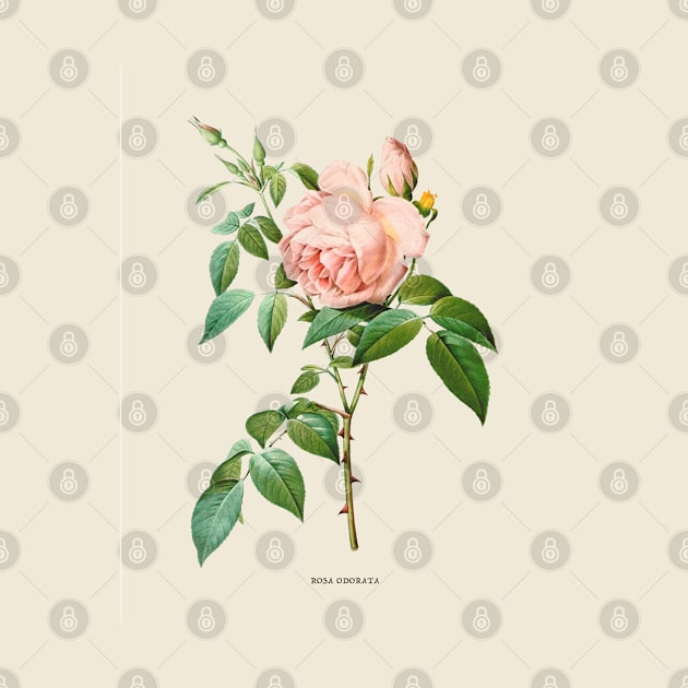 Pink Rose Antique Botanical Illustration by Antiquated Art