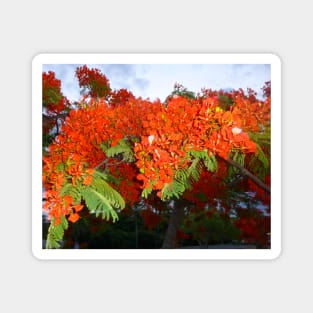 Tropical Elegance: Poinciana Tree Photo Artwork Magnet