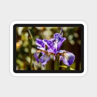 Blue Siberian Iris Magnet