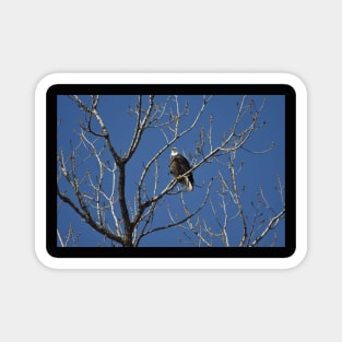 Bald Eagle Magnet