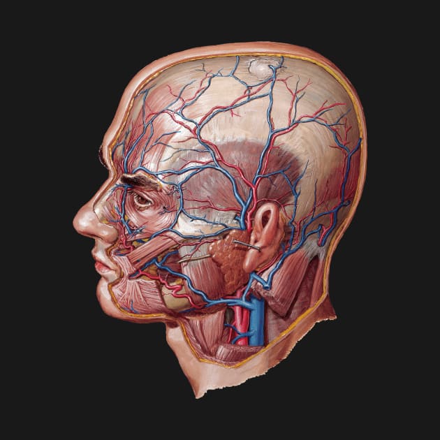 Frank Netter's Superficial Arteries and Veins of Face and Scalp by Dystopianpalace