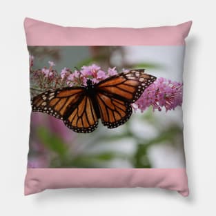 Monarch Beauty Pillow