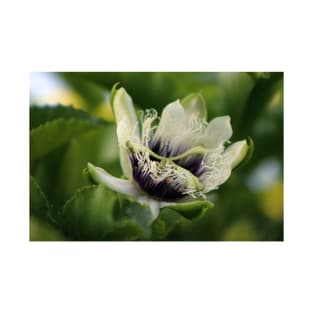 Passion Flower Budding Closeup T-Shirt