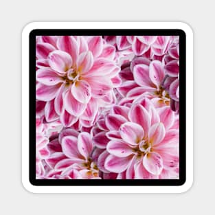 Pink Flowers, Seamless Pattern Magnet