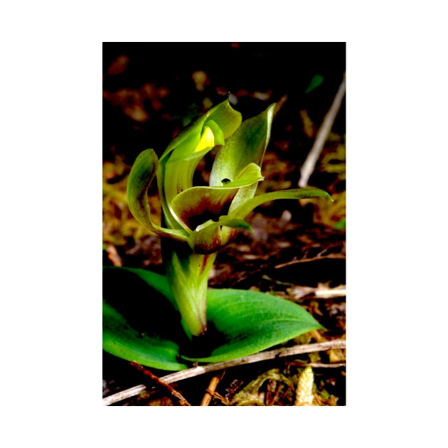 Green Bird Orchid by GP1746