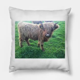 Scottish Highland Cattle Calf 2107 Pillow