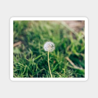 Dandelion Flower Magnet