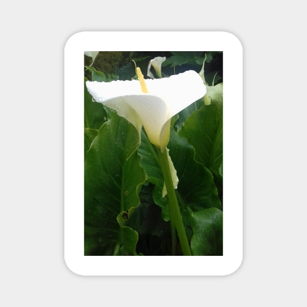 White Calla lily photo Magnet by esvb