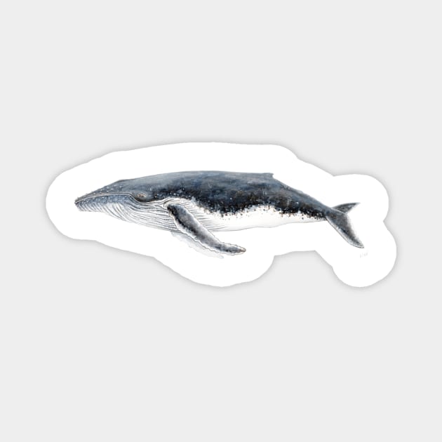 Humpback whale Megaptera novaeangliae Magnet by chloeyzoard