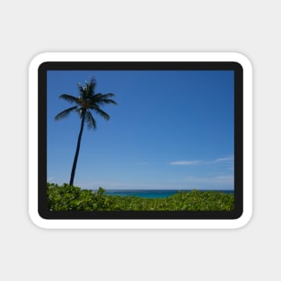 Lone palm tree Magnet