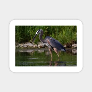 Great Blue Heron catches fish Magnet