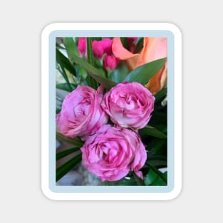 Pink roses Magnet