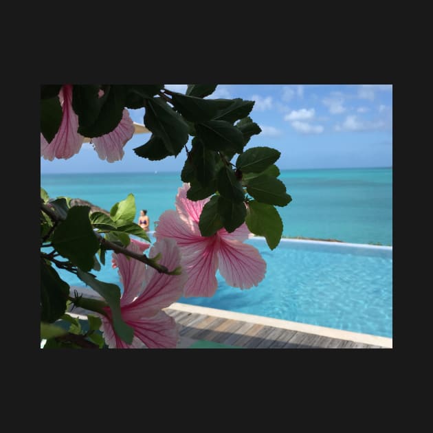 Hibiscus in Antigua by ephotocard