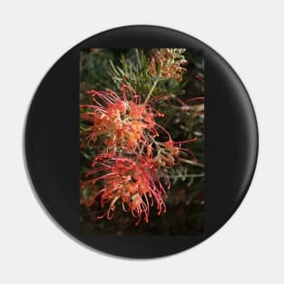 Grevillea - by Avril Thomas Pin