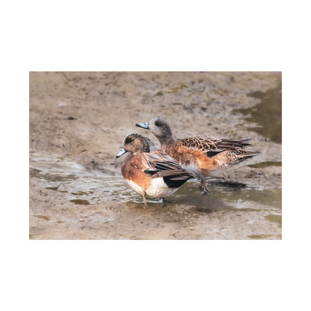 American Wigeon Pair by Debra Martz