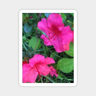 Azaleas Magnet