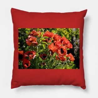 Blood red back lit Poppies Pillow