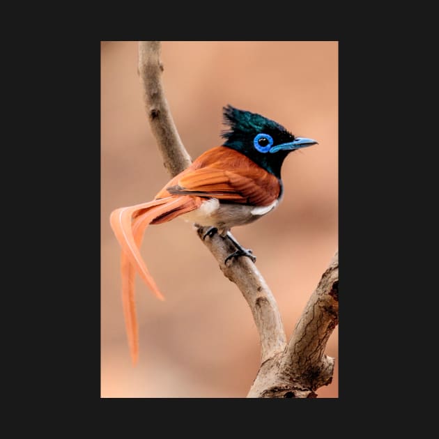 Paradise Flycatcher, South Africa by scotch