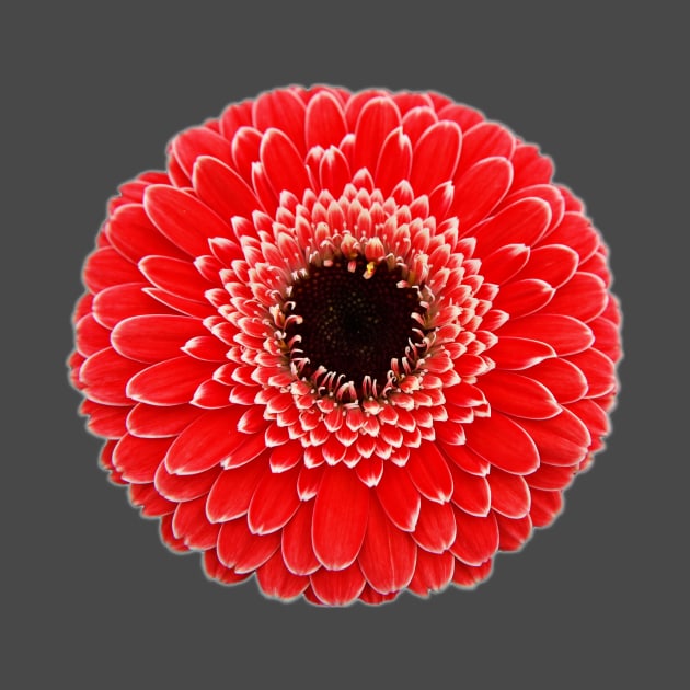 Red Gerbera by FictionalRed