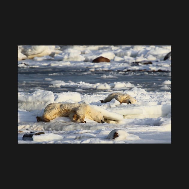 Polar Bear Mother & Cub Grooming by Carole-Anne