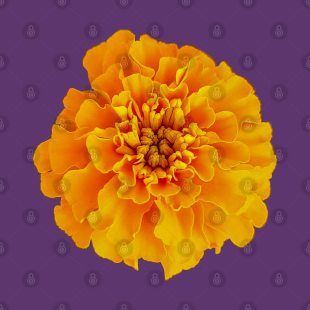 Orange Marigold Nature Floral Photo by ellenhenryart