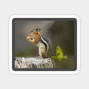 Golden-Mantled Ground Squirrel Magnet