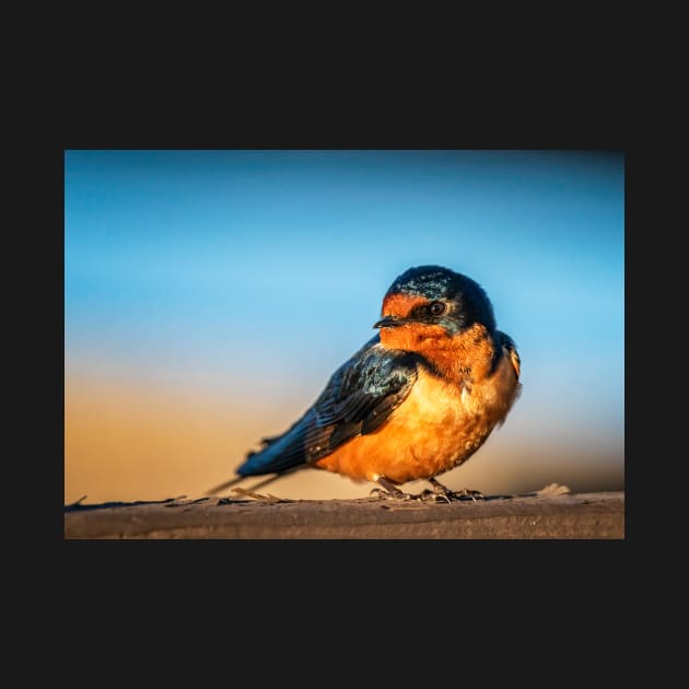 Barn Swallow on a Rail by jecphotography