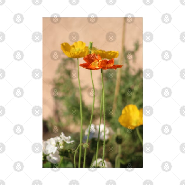 Rust Orange and Butter Yellow Poppies by ButterflyInTheAttic